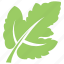 grape leaf, green leaf, leaf, leaf design, leaf shape 