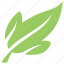 amur maple leaf, foliage, green leaf, leaf, tatarian maple leaf 