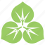 divided leaves, green leaves, large-leaved lime, leaf flower, tilia platyphyllos leaves 