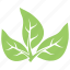 divided leaves, green leaves, leaf logo, three leaves, tripartite leaves 