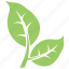 bipartite leaf, divided leaf, eco leaves, green leaves, two leaves 