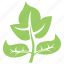 creative leaf, foliage, generic leaf, green leaf, nature inspiration 