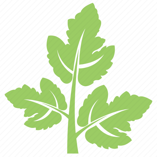 Chinese parsley, cilantro, coriander leaf, green leaf, herb icon - Download on Iconfinder