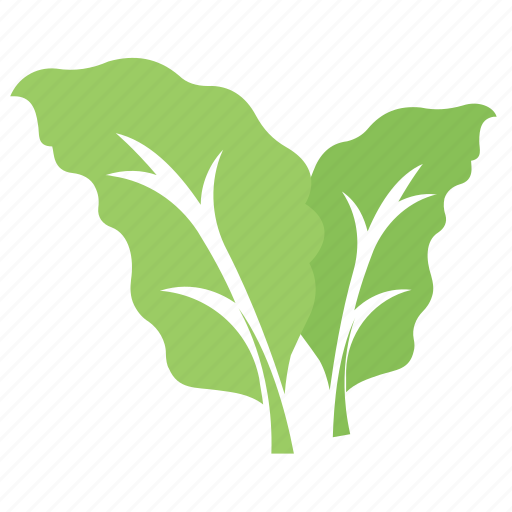 Bolleana poplar leaves, foliage, green leaves, leaves, tree leaf icon - Download on Iconfinder