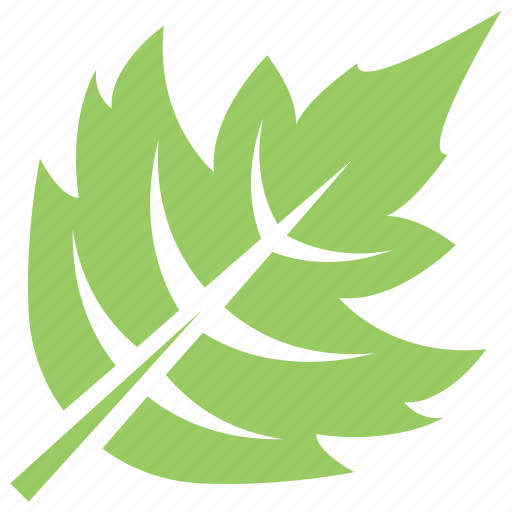 Green leaf, hawthorn leaf, leaf, leaf design, leaf shape icon - Download on Iconfinder