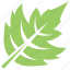 green leaf, hawthorn leaf, leaf, leaf design, leaf shape 