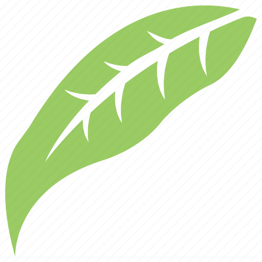 Elaeagnus, elaeagnus angustifolia leaf, foliage, green leaf, leaf icon - Download on Iconfinder