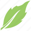 birch leaf, green leaf, leaf, serrated leaf, toothed leaf 