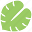 green leaf, leaf, leaf design, philodendron split leaf, tropical leaf 