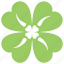 clover leaf, four-leaf clover, lucky clover, shamrock plant, trefoil plant 