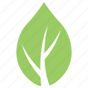 green leaf, leaf, leaf design, milkweed leaf, wild leaf