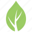 green leaf, leaf, leaf design, milkweed leaf, wild leaf 