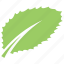 ash leaf, green leaf, leaf, serrated leaf, toothed leaf 