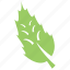 fir leaf, green leaf, pine leaf, serrated leaf, toothed leaf 
