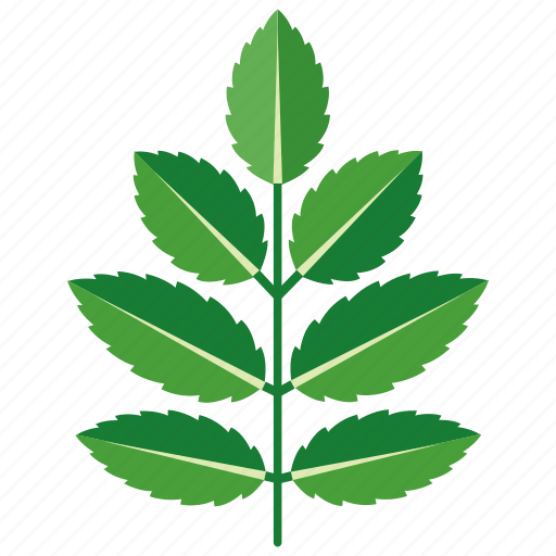 Ash, foliage, leaf, leaves, spear, tree icon - Download on Iconfinder