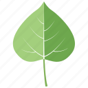 aspen, botanical, garden, leaf, leaves, quaking, tree
