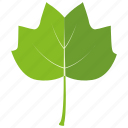 aspen, botanical, garden, leaf, nature, poplar, tree