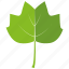 aspen, botanical, garden, leaf, nature, poplar, tree 