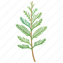 cedar, conifer, frond, leaf, nursery, ornamental