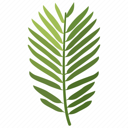 Conifer, foliage, frond, leaf, pine, yew icon - Download on Iconfinder