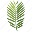 conifer, foliage, frond, leaf, pine, yew 