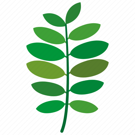 Fabaceae, leaf, leaves, natural, nature icon - Download on Iconfinder
