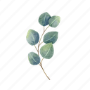 eucalyptus, watercolor, leaves, bouquet, branch, botanical, foliage 