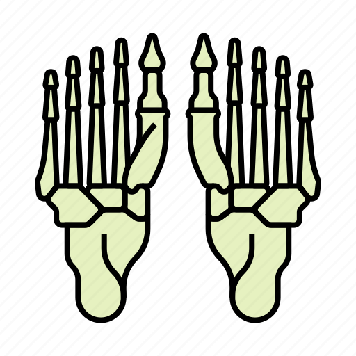 Anatomy, body, bones, feet, leg, limb icon - Download on Iconfinder