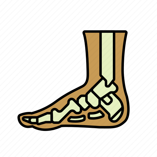Anatomy, body, bones, foot, leg, limb icon - Download on Iconfinder