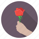 giving flower, giving rose, in love, proposal, valentine