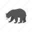american black bear, animal, bear, black bear, mammal, wild bear 