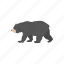 american black bear, animal, bear, black bear, mammals, wild bear 