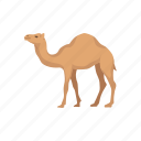 animals, arabian camel, camel, domestic animal, dromedary, mammal