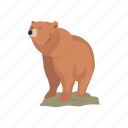 animals, bear, brown bear, kodiak bear, kodiak brown bear, mammal