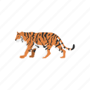 animal, cat, feline, largest cat, mammal, panther, tiger
