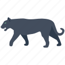 carnivore, cat, panther, predator, puma, stalk