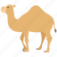 camel, desert, dromedary, hump, ride, zoo 