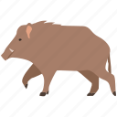 boar, feral, game, hunting, pig, swine, wild 