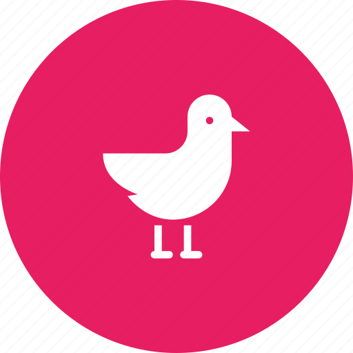 Bird, gull, sea, seagull, heron icon - Download on Iconfinder