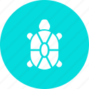 marine, sea, tortoise, turtle