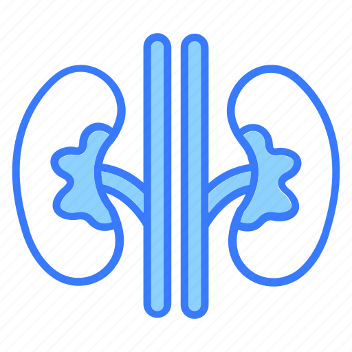 Kidney, anatomy, kidneys, nephron, organ, renal icon - Download on Iconfinder