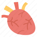 biology, cardiac, cardiology, coronary, human heart, organ