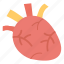 biology, cardiac, cardiology, coronary, human heart, organ 