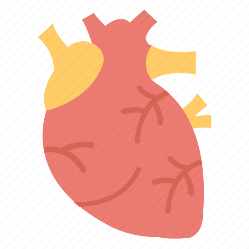 Biology, cardiac, cardiology, coronary, human heart, organ icon - Download on Iconfinder