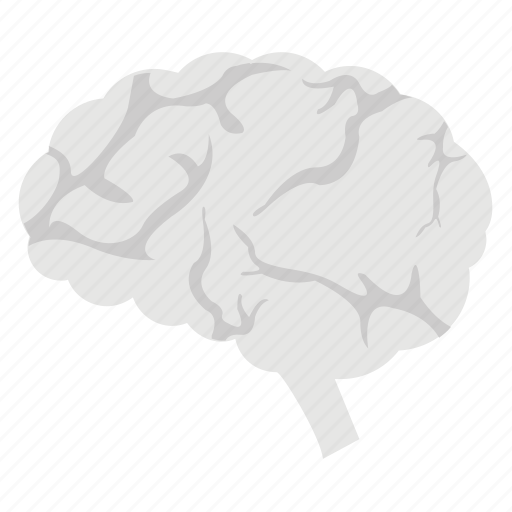 Human brain, human head, human intelligence, neurology, neuroscience icon - Download on Iconfinder