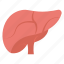 body part, gallbladder, hepatology, human liver, human organ 