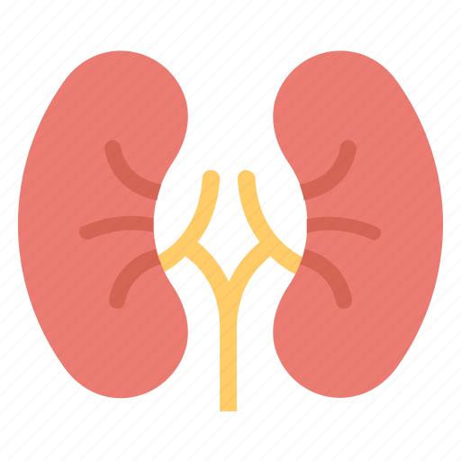 Body part, human biology, human kidneys, human organ, kidneys icon - Download on Iconfinder