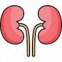 bladder, body part, kidneys, organ, renal icon