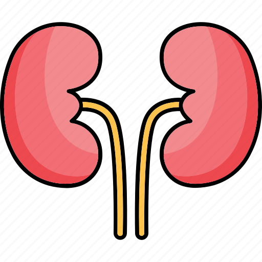 Bladder, body part, kidneys, organ, renal icon icon - Download on Iconfinder