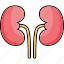 bladder, body part, kidneys, organ, renal icon 